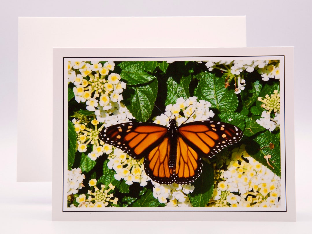 Monarch Butterfly on White Lantana - Blank Note Card 71-8753 - Etsy