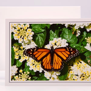 Papillon monarque sur lantana blanc - Carte pour correspondance vierge 71-8753