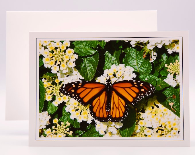 Monarch Butterfly on White Lantana - Blank Note Card  71-8753