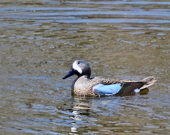 Blue-winged Teal Print - Photo Print - Bird Photography  71-1147A