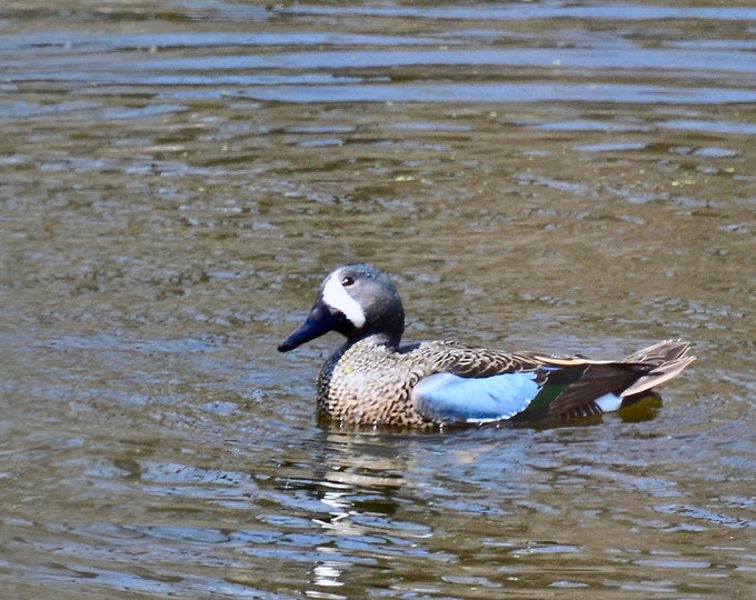 Blue-winged Teal Print - Photo Print - Bird Photography  71-1147A