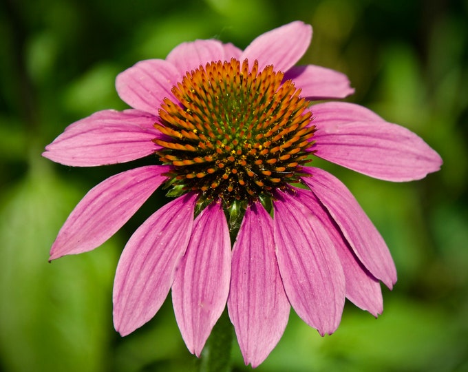 Coneflower Photo Print - Coneflower in Bloom  71-9295