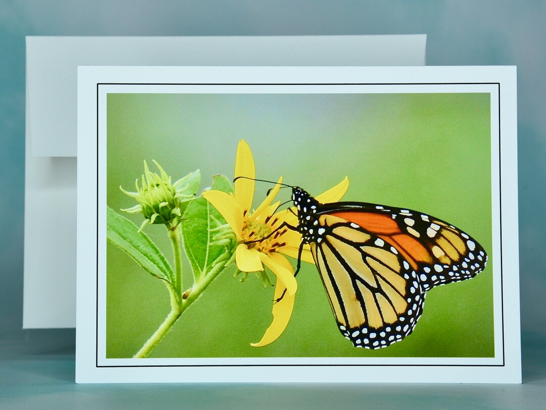 Monarch Butterfly Note Card: Jerusalem Artichoke Blank Card - 71-6170 ...