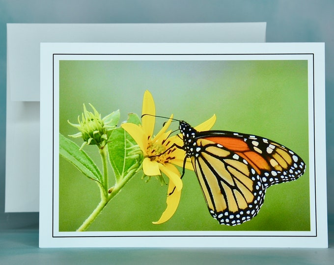 Butterfly Note Card - Monarch on Jerusalem Artichoke - Blank Note Card  71-6170