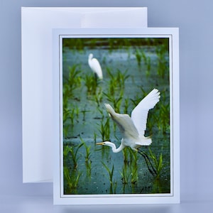 Great Egret Note Card - Blank Note Card  71-9372