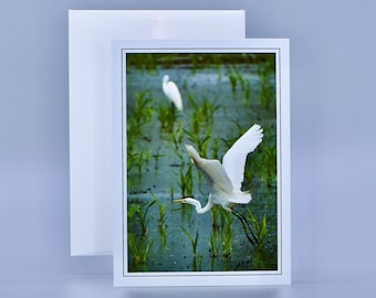 Great Egret Note Card - Blank Note Card  71-9372