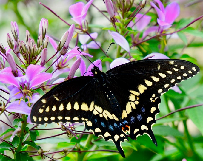 Butterfly Print - Black Swallowtail on Wildflower