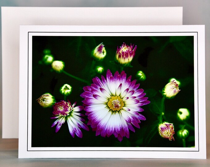 English Daisy Note Card - Blank Note Card  71-8580