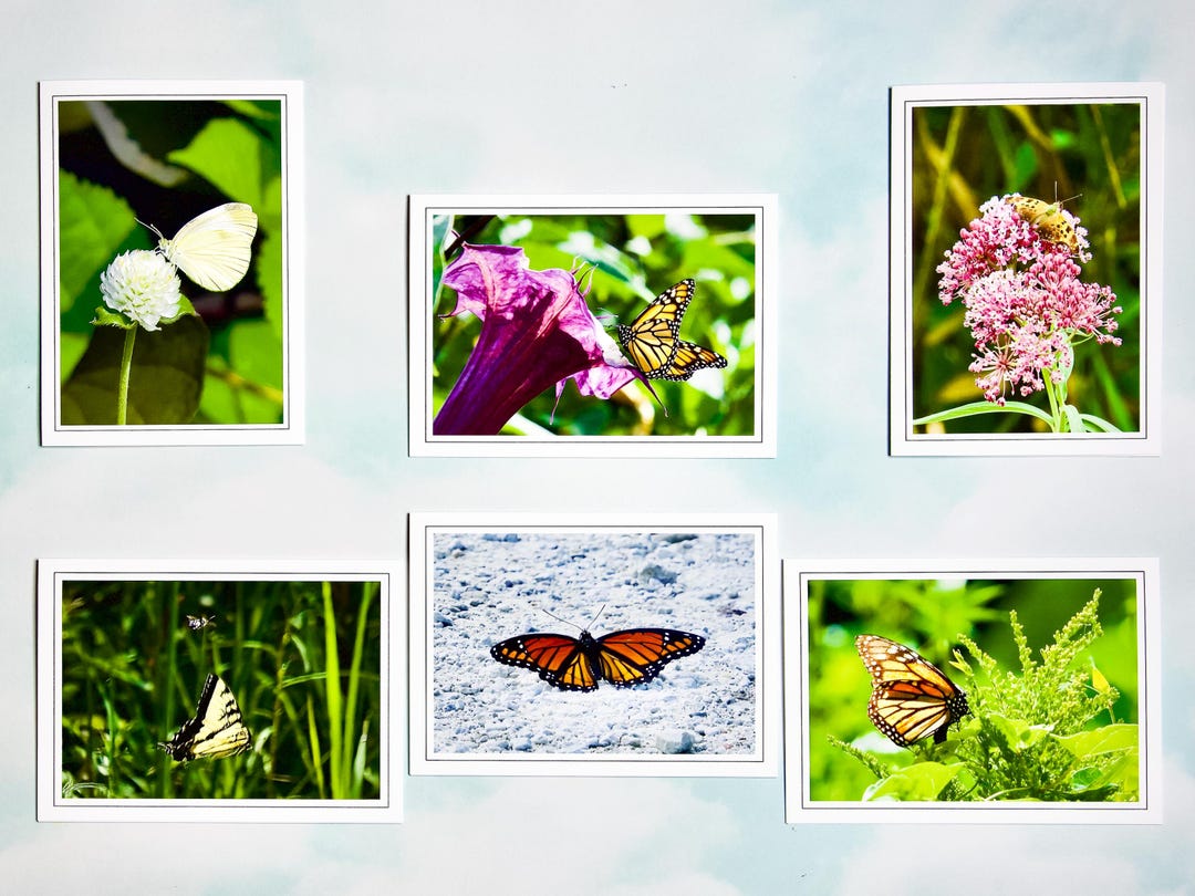 Assorted Butterfly Note Cards: Blank Inside, Gift Set - 60-0520 - Etsy