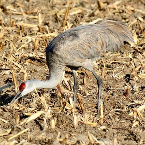 Stampa della gru Sandhill - Alimentazione nel campo 71-1051