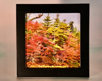Small Framed Fall Art - Fall/Autumn - Wall or Tabletop  F44-71-6804