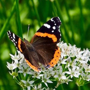 Butterfly Print - Red Admiral Butterfly on White Milkweed - Photo Print - Wall Art  53-0785