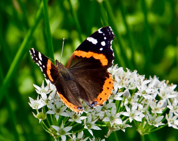 Butterfly Print - Red Admiral Butterfly on White Milkweed - Photo Print - Wall Art  53-0785