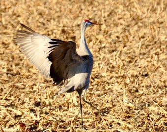 Sandhill Crane Dancing - Photo Print or Blank Note Card  71-1150