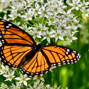 Butterfly Print - Viceroy on White Milkweed - Color Photo Print  53-0774
