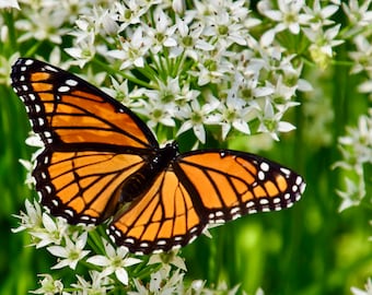 Butterfly Print - Viceroy on White Milkweed - Color Photo Print  53-0774