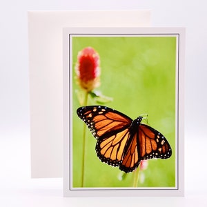 Papillon monarque sur amarante globe - Carte pour correspondance vierge 71-8847