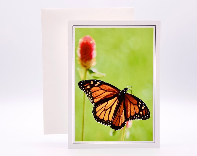 Monarch Butterfly on Globe Amaranth - Blank Note Card  71-8847