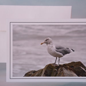 Cartão de nota com foto costeira - Cartão de nota em branco - Gaivota em uma rocha - Pássaros costeiros 71-2042N