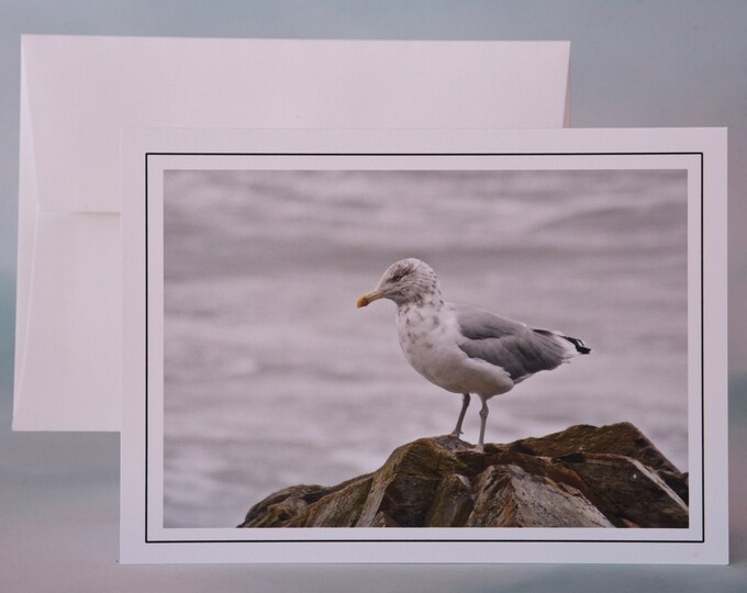 Coastal Photo Note Card - Blank Note Card - Gull on a Rock - Coastal Birds  71-2042N