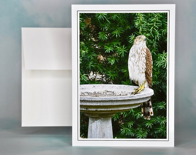 Bird Photo Note Card - Cooper's Hawk - Wild Birds - Blank Note Card  75-3640