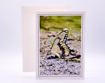 Giant Swallowtail Butterfly - Blank Note Card  71-5743