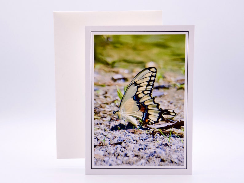 Giant Swallowtail Butterfly - Blank Note Card 71-5743 - Etsy