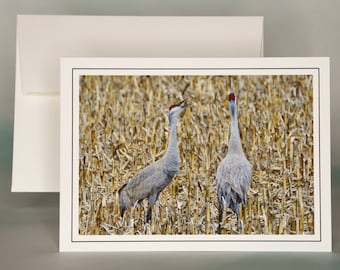 Sandhill Cranes Photo Note Card: Trumpeting Bird Greeting Card - 71-2559N
