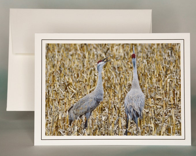 Sandhill Cranes Trumpeting Photo Note Card - Blank Note Card  71-2559N