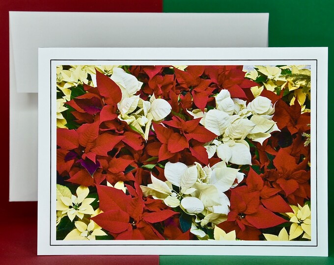 Christmas Cards - Set of 8 with Envelopes - Colorful Poinsettia Mix   81-4375