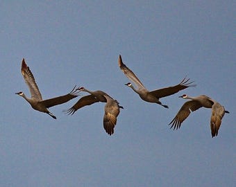 Sandhill Cranes in Flight Print - Photo Print  75-3427