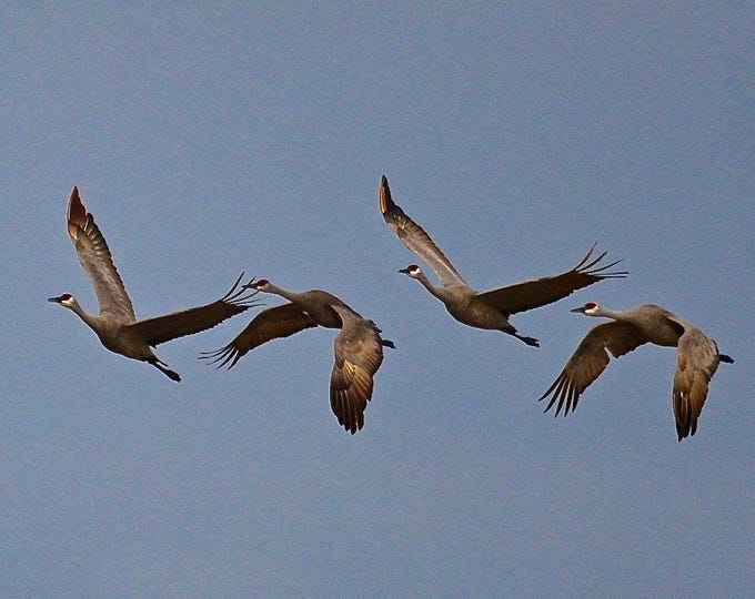 Sandhill Cranes in Flight Print - Photo Print  75-3427