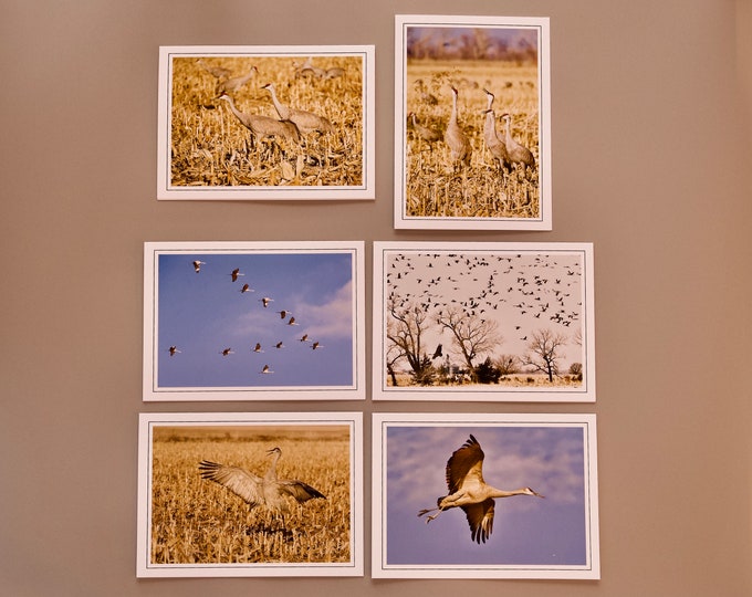 Sandhill Crane Blank Photo Note Cards - Note Cards with Envelopes  60-0400