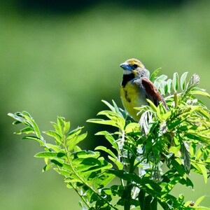 Dickcissel Photo Print - Midwest Bird Photography  71-5633