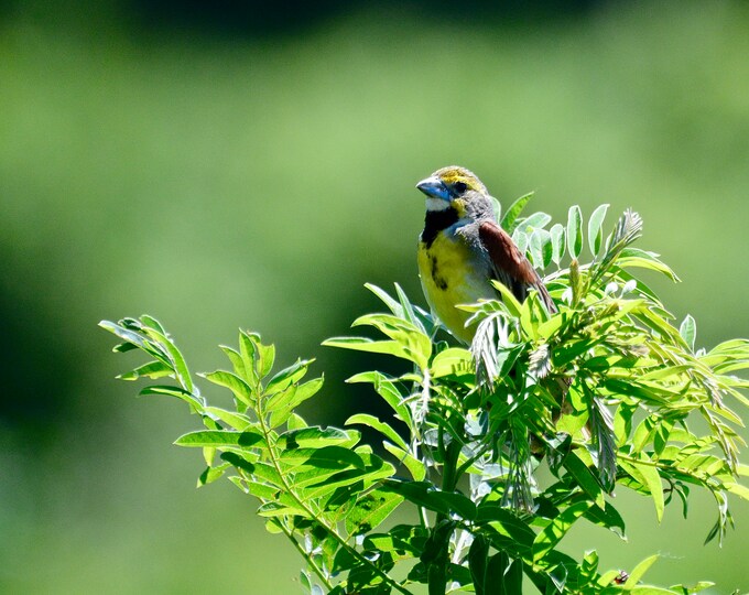 Dickcissel Photo Print - Midwest Bird Photography  71-5633