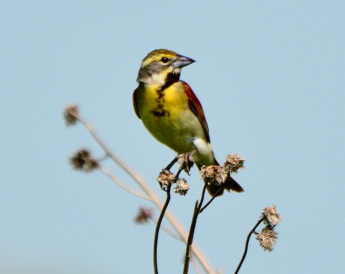 Dickcissel Print - Bird Photo Print  71-5381A