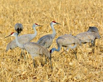 Sandhill Crane Print - "Cranes Foraging"  71-2827