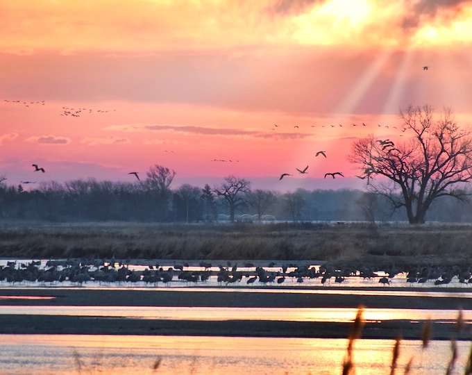 Sandhill Cranes Print - "Cranes on the Platte at Sunrise"  53-0202