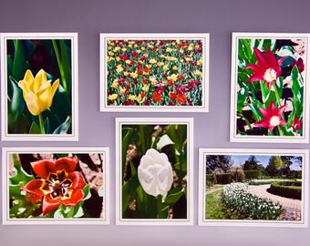Tulip Note Cards: Assorted Blank Greeting Cards - 60-0580
