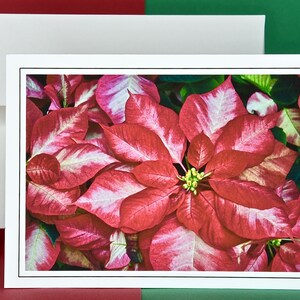 Weihnachtskarten - 8er Set mit Umschlägen - Ice Punch Poinsettia 81-0777
