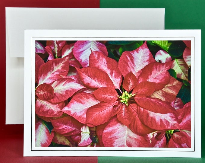 Christmas Cards - Set of 8 with Envelopes - Ice Punch Poinsettia  81-0777