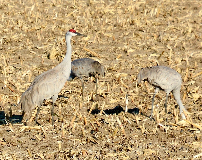 Sandhill Cranes Print - "Posing and Feeding"  71-1044