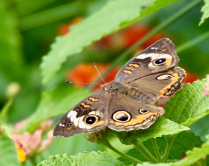 Butterfly Print - Common Buckeye - Nature Print -  Wall Art  53-0830