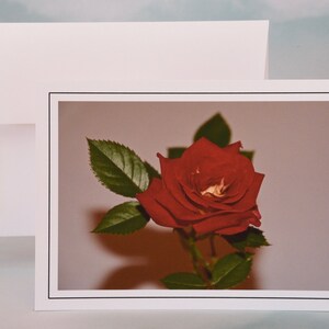 Regal Rote Rose Foto Grußkarte - Blanko Karte - Grußkarte - Alles Anlass Karte 71-1331N