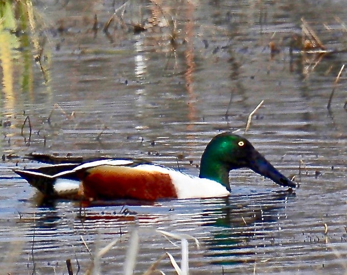 Northern Shoveler Print - Photo Print  71-0843