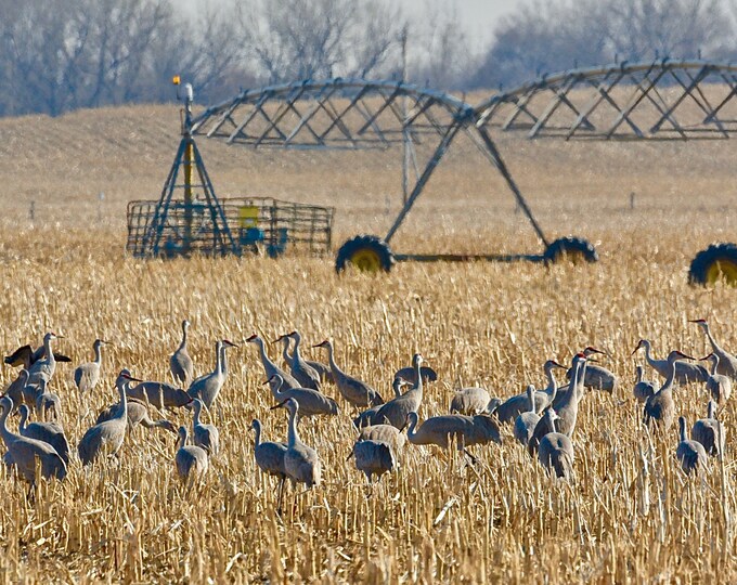 Sandhill Cranes at the Pivot Print - Blank Photo Note Card  75-2609