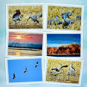 Cartes de correspondance avec photo Grue du Canada - Papeterie - Cartes toutes occasions vierges 60-0010