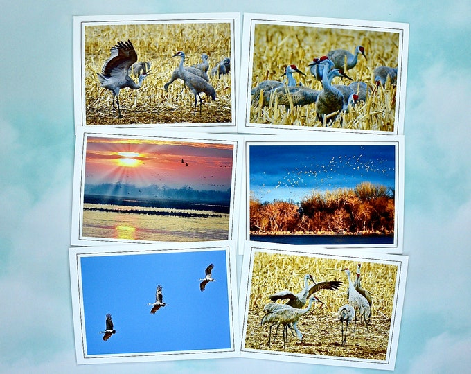 Sandhill Crane Photo Note Cards - Stationery - Blank All Occasion Cards  60-0010