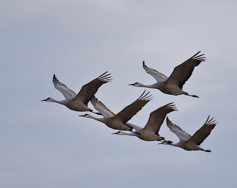 Sandhill Cranes in Flight Print - Blank Photo Note Card  75-3290