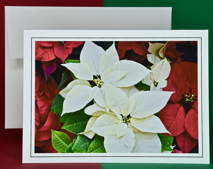 Christmas Cards - Set of 8 with Envelopes - Classic White Poinsettias  81-0781